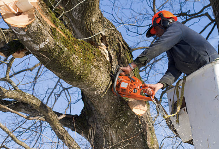 tree pruning in Mexican Hat