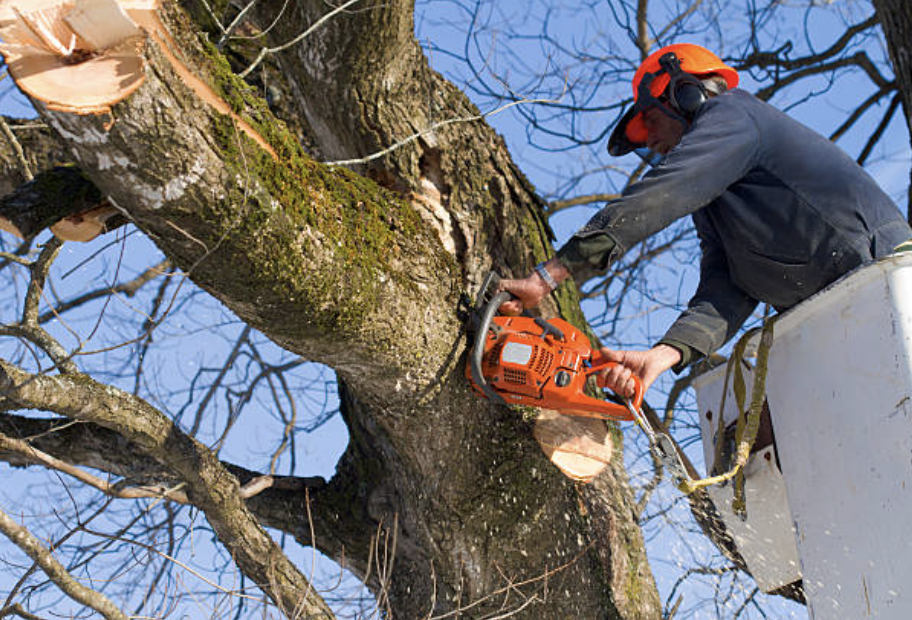 tree pruning in Spanish Fork